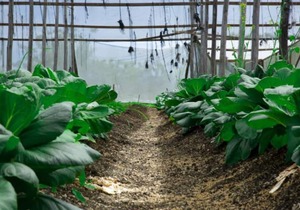 FO-5 Finca Oasis - Rest, Disconnect, Reconnect in Los Llanos