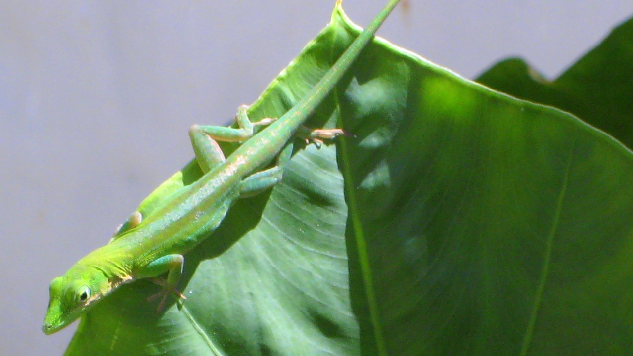 Photo of Others in Las Galeras