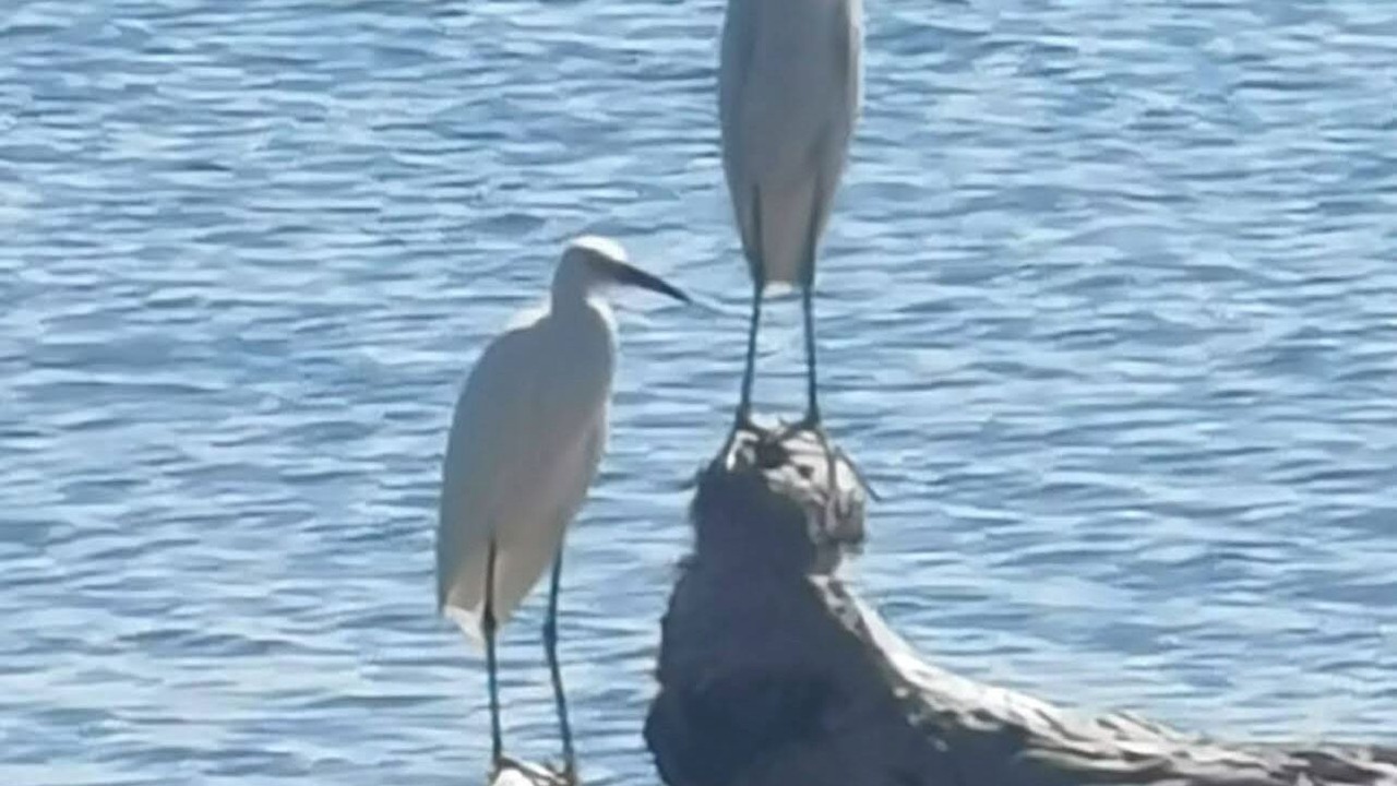 Photo of Others in Puerto Bahia