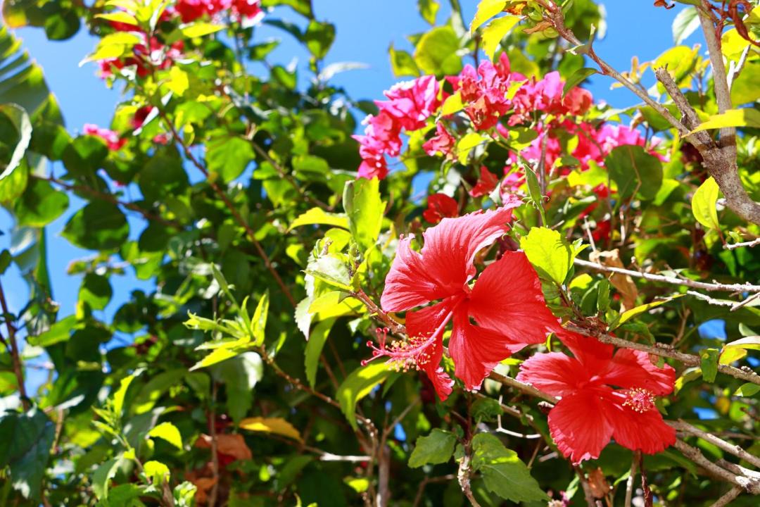 Photo of Others in Las Galeras