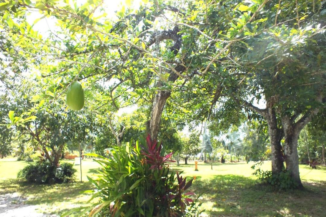 Photo of Others in Nagua