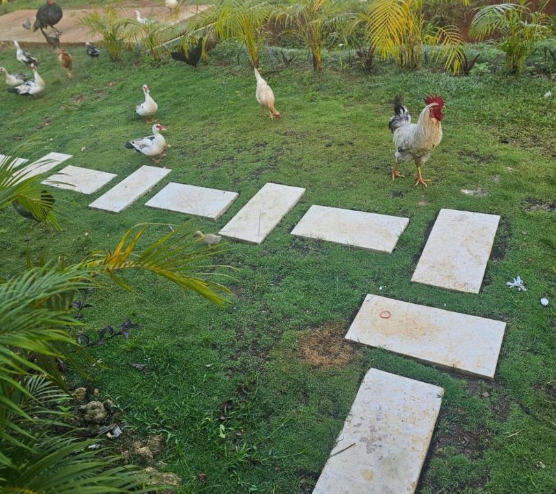 Photo of Others in Las Galeras