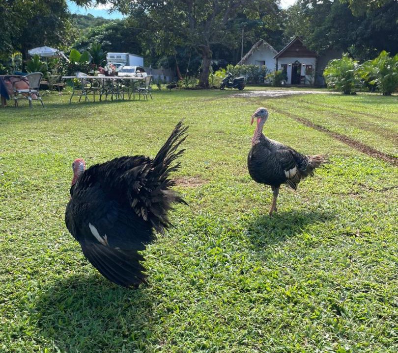 Photo of Others in Las Galeras
