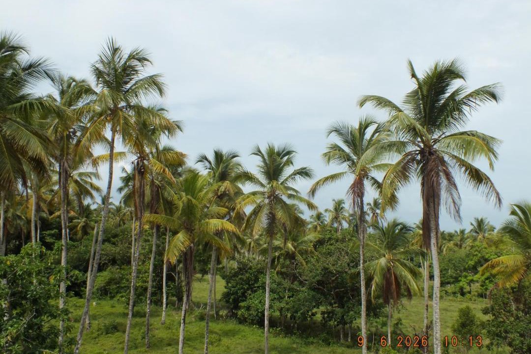Photo of Others in Sanchez