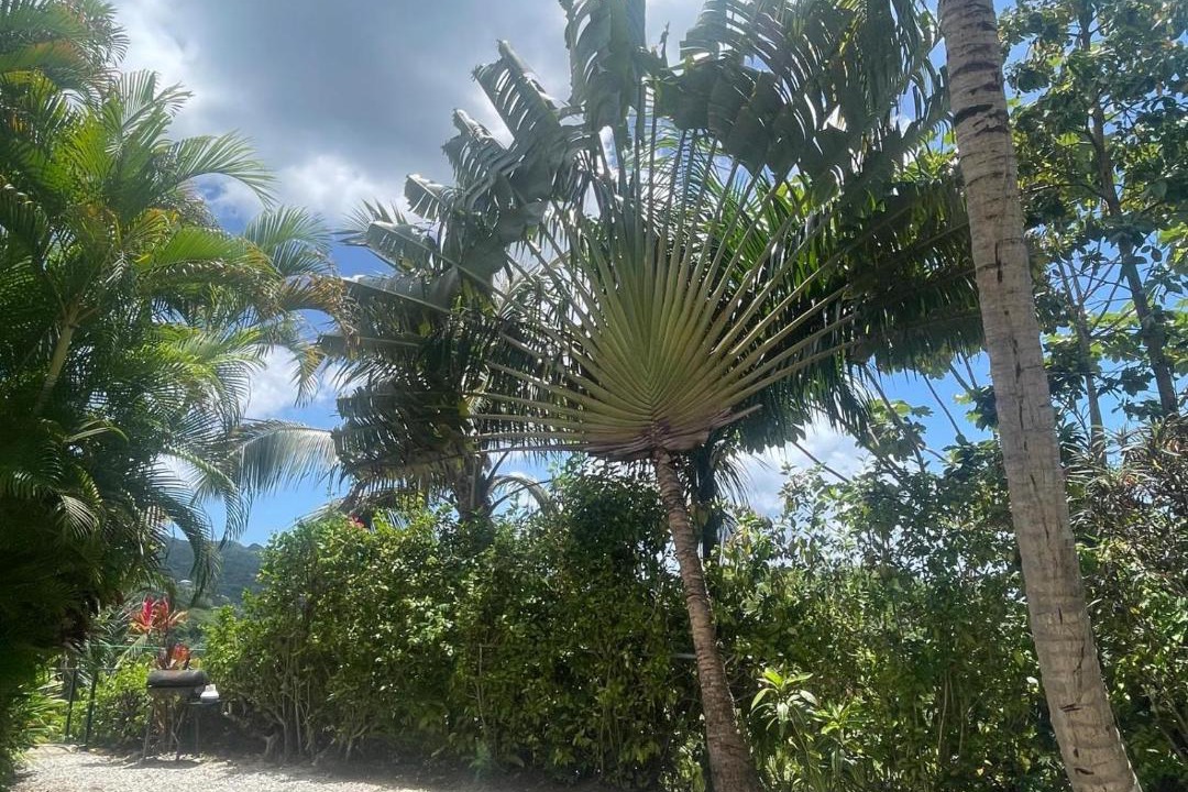 Photo of Others in Las Terrenas