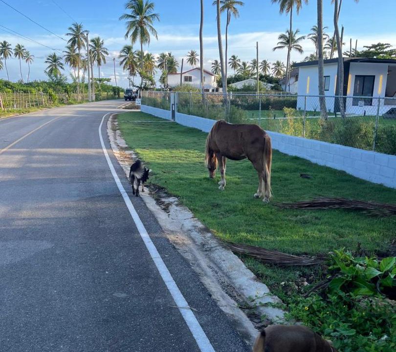 Photo of Others in Las Galeras
