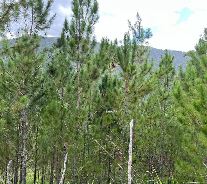 Photo of Others in San Jose de Ocoa