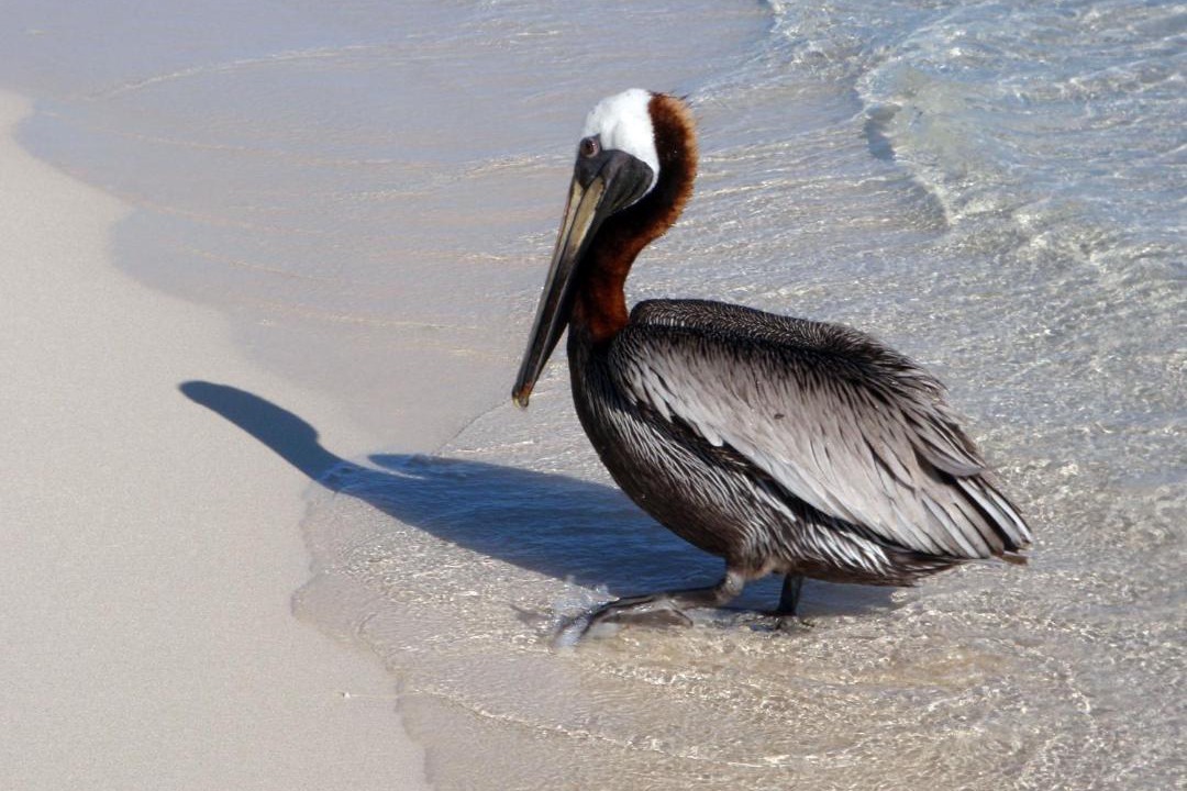 Photo of Others in Punta Rucia