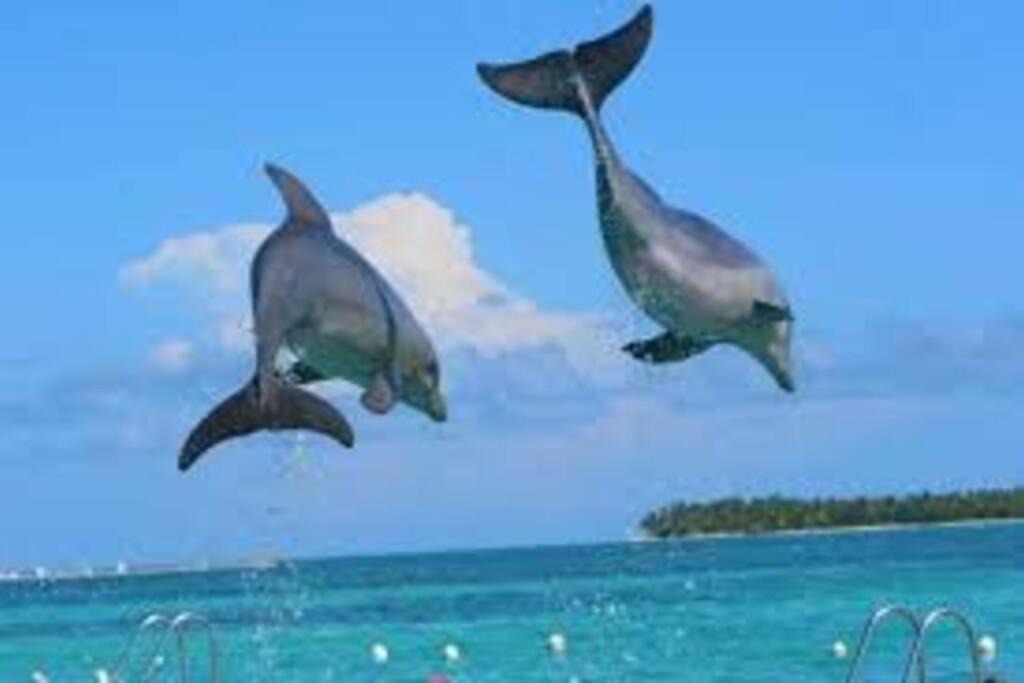 Photo of Others in Bavaro