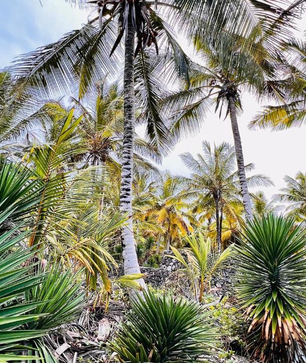 Photo of Others in Samana