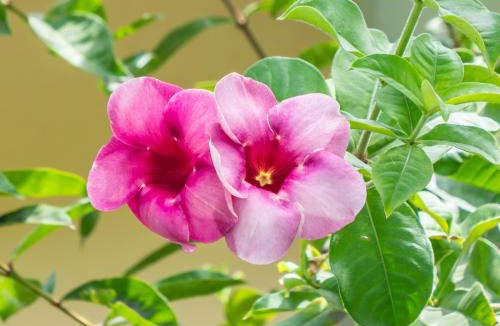 Las Terrenas Villa | Résidence Villas Les Hibiscus