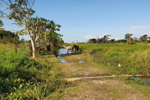 Cada in Las Terrenas